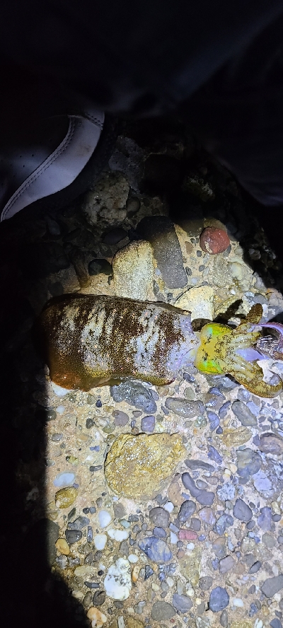 フロートアジング