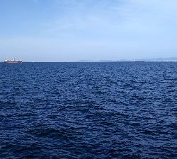 久しぶりの青物