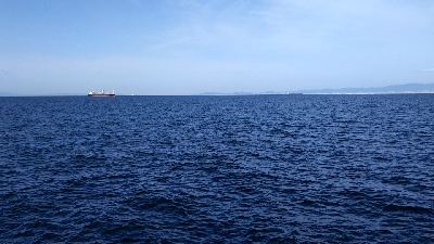 久しぶりの青物