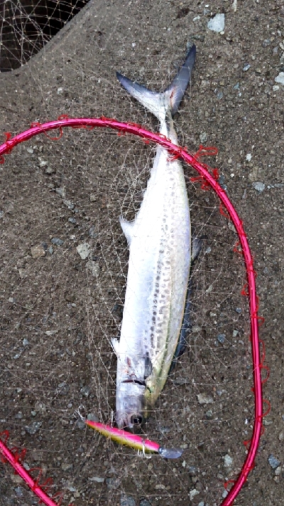 ハマチや〜い！