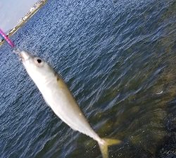 淀川でサバラッシュ