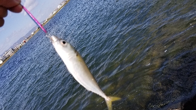 淀川でサバラッシュ