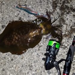 ニューロッド　スミツケ