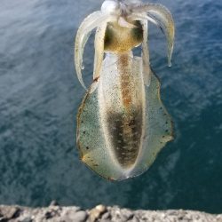 デイエギング サイズは小さめ