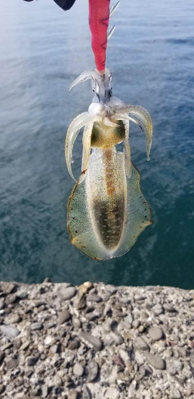 デイエギング　サイズは小さめ