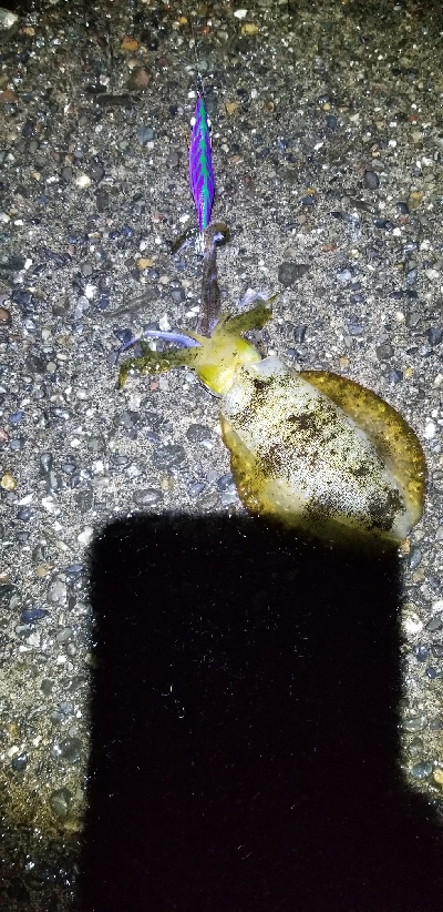 エギング　少しは上手になったかな？