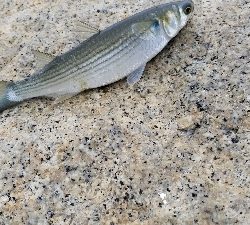 イナっこの大群