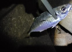 フロートアジングで5種