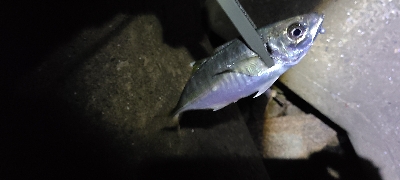 フロートアジングで5種