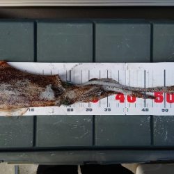 愛海丸でティップランエギング