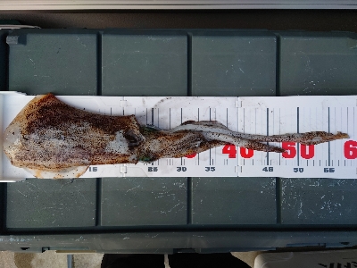 愛海丸でティップランエギング