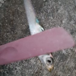 満を持して沖堤へ