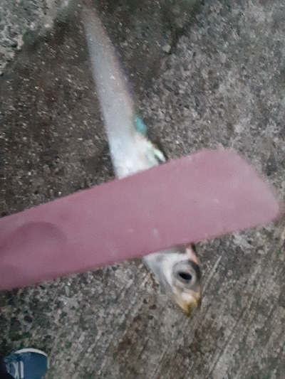 満を持して沖堤へ