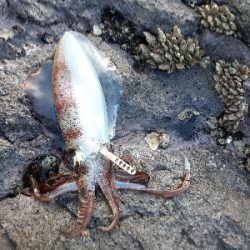 秋アオリイカ終盤