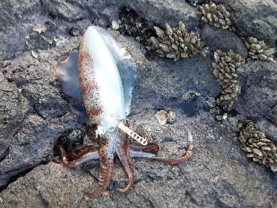 秋アオリイカ終盤