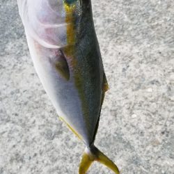 イカ青物釣れたよ。 +タックル紹介