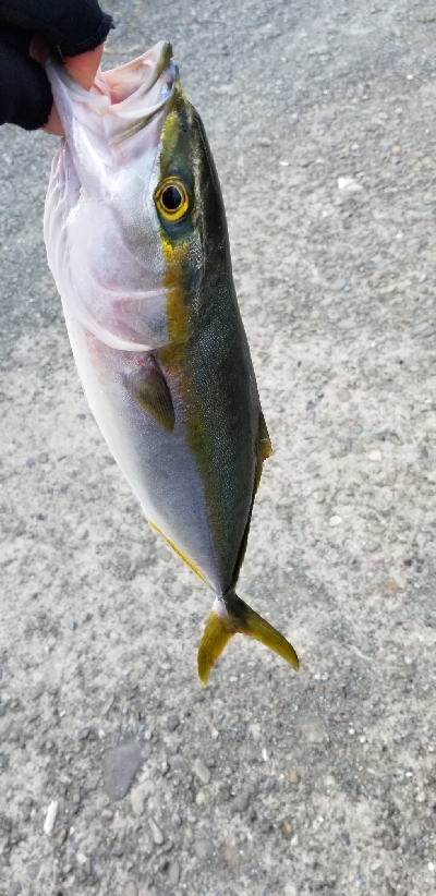 イカ青物釣れたよ。 +タックル紹介
