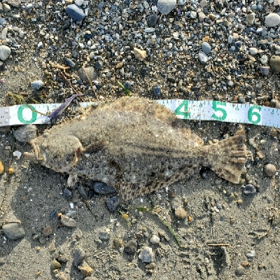 人生初ヒラメフィッシュ！！！！