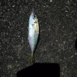 爆風で沈黙のシーバスと。