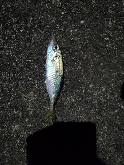 爆風で沈黙のシーバスと。