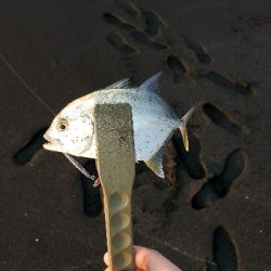 アジポンポン？