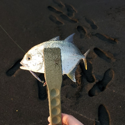 アジポンポン？