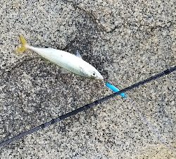 サバとシーバス