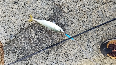 サバとシーバス