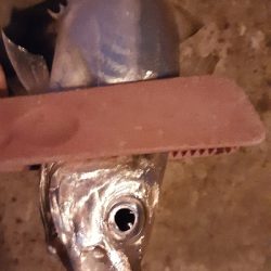 デカアジは絶好調