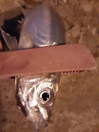 デカアジは絶好調