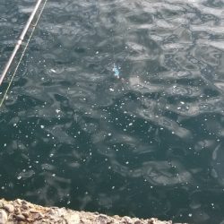 短時間勝負 エギング