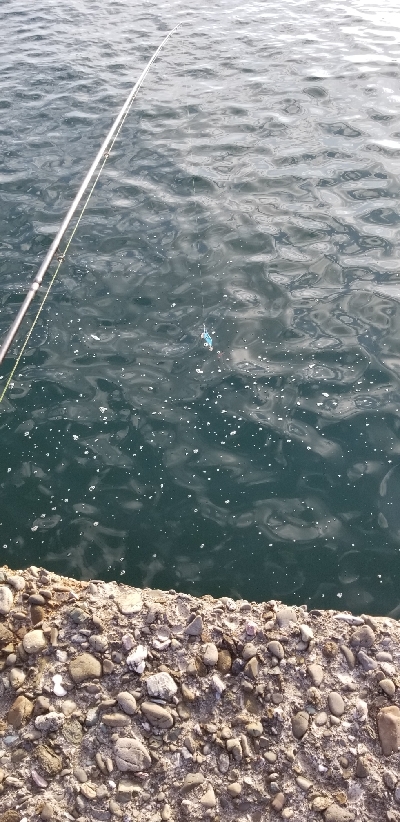 短時間勝負 エギング