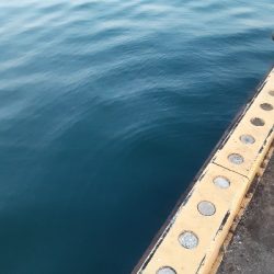 ほぼデカアジ狙い