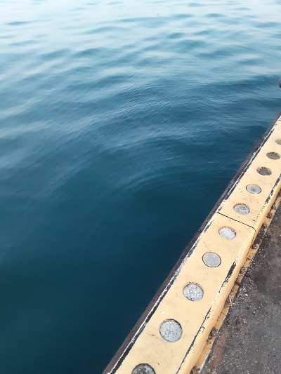 ほぼデカアジ狙い