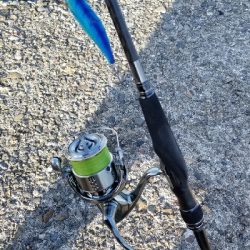 青物いなくてイカがいっぱい