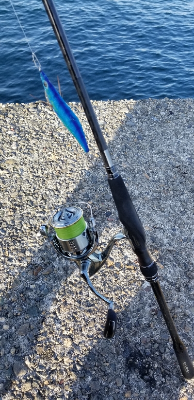 青物いなくてイカがいっぱい