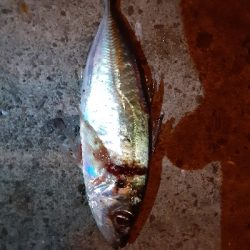 もうアジしか狙わん