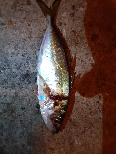 もうアジしか狙わん