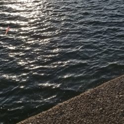 初場所で青物狙い