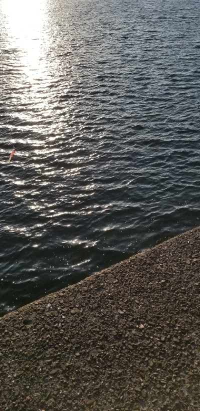 初場所で青物狙い