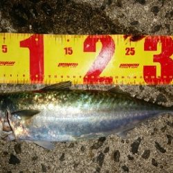 初沖堤色々釣り