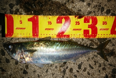 初沖堤色々釣り