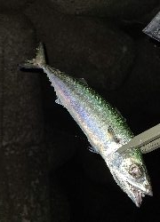 フロートアジング