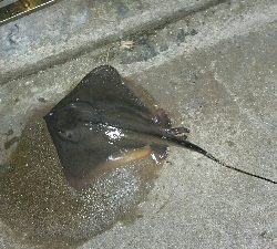 ランガンでの一本