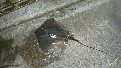 ランガンでの一本