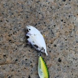 淀川のベイトはこれだ！本命発見できず