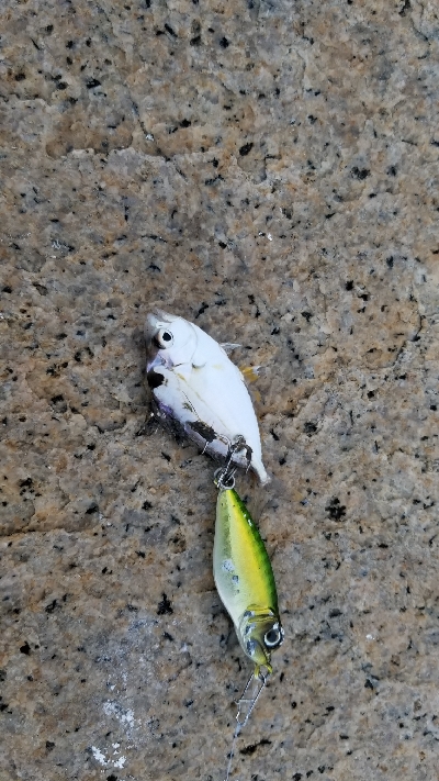 淀川のベイトはこれだ！本命発見できず