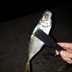 アジングたのし‼️