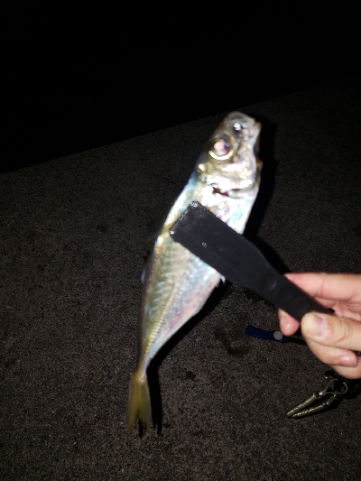 アジングたのし‼️