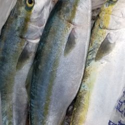 今日も絶好調 青物